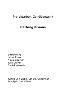 Gehölzbotanik Prunus 2014 - Justus-Von-Liebig