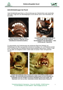 Zahnfehlstellungen bei Hund