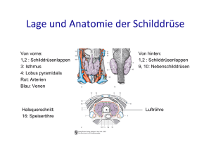Lage und Anatomie der Schilddrüse