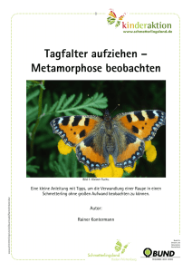 Zuchtanleitung Schmetterlinge Kontermann in Schmetterlingsland
