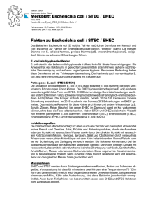 Escherichia coli / STEC / EHEC