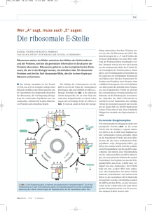 Die ribosomale E-Stelle