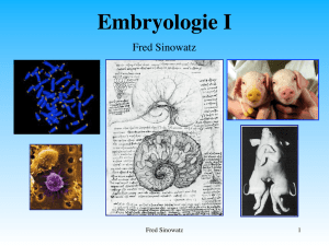 Embryologie I - T