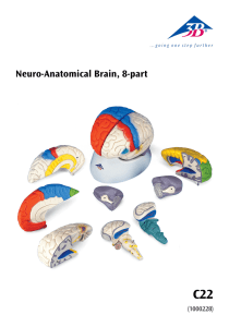Neuro-Anatomical Brain, 8-part - EuroDidact E-shop