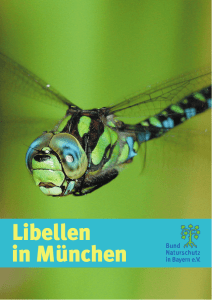 Libellen in München - BUND Naturschutz Kreisgruppe München