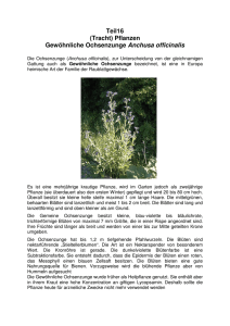 (Tracht) Pflanzen Gewöhnliche Ochsenzunge Anchusa officinalis