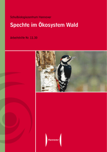 Spechte im Ökosystem Wald - schulbiologiezentrum.info
