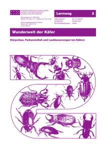 Wunderwelt der Käfer - Naturhistorisches Museum Bern