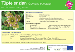 Tüpfelenzian (Gentiana punctata)