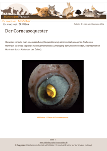 Der Corneasequester - Kleintierpraxis Dr. Nina Müller