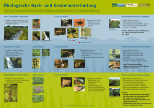 Ökologische Bach- und Grabenunterhaltung