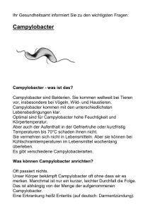 Campylobacter - Frankfurt (Oder).de