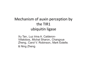 Mechanism of auxin perception by the TIR1 TIR1 ubiquitin ligase q g