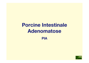 41_PIA_(Porcine_Intestinale_Adenomatose)