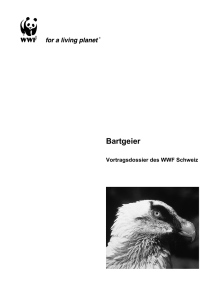 Bartgeier - WWF Panda Club