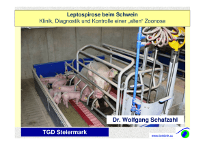 Leptospirose beim Schwein