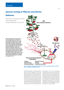 Quorum sensing in Pflanzen-assoziierten Bakterien