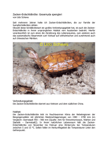 Zacken-Erdschildkröte: Geoemyda spengleri