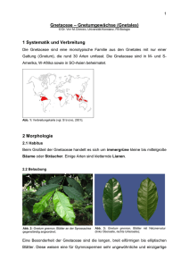 Gnetaceae – Gnetumgewächse (Gnetales)