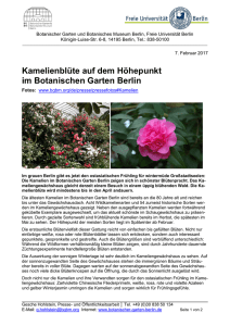 Kamelienblüte auf dem Höhepunkt im Botanischen Garten Berlin