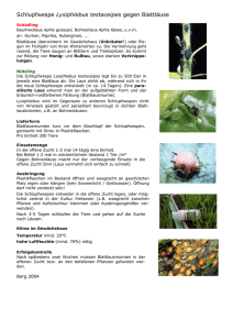 Schlupfwespe Lysiphlebus testaceipes gegen Blattläuse