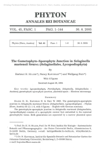 The Gametophyte-Sporophyte Junction in Selaginella