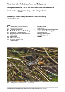 Rotleibiger Grashüpfer (Omocestus haemorrhoidalis)
