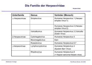 Die Familie der Herpesviridae