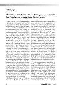 Inkubation von Eiern von Testudo graeca soussensis PIEH, 2000