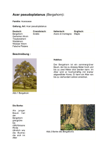 Acer pseudoplatanus (Bergahorn):