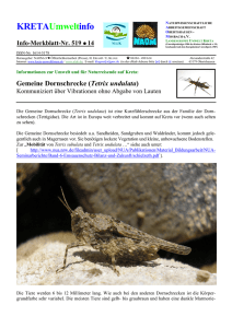 Gemeine Dornschrecke (Tetrix undulata)