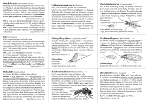 Eintagsfliegenlarve (Ephemeroptera) Schlammröhrenwurm (Tubifex