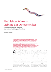 Ein kleiner Wurm – Liebling der Optogenetiker
