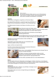 Ratte PDF OLIs Tierlexikon