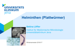 Helminthen (Plattwürmer) - Medizinische Mikrobiologie