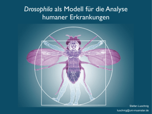 Drosophila als Modell für die Analyse humaner