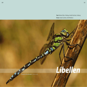 Libellen - Osterzgebirge.org