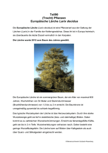 Teil90 (Tracht) Pflanzen Europäische Lärche Larix decidua