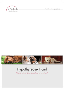 Hypothyreose beim Hund