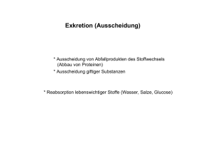 Exkretion (Ausscheidung) - Neurobiologie, FU Berlin