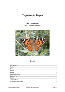 Distelfalter (Vanessa cardui) PDF 4,1 MB - BUND Rheinland