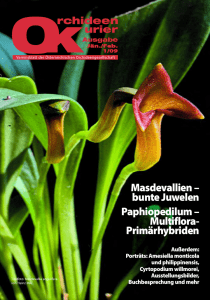 Masdevallien – bunte Juwelen Paphiopedilum – Multiflora