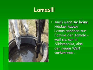 Lamas!!! - Gemeindeschulen