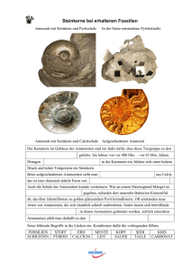 Steinkerne bei erhaltenen Fossilien Ammonit mit Steinkern und