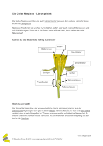 Die Gelbe Narzisse - Lösungsblatt