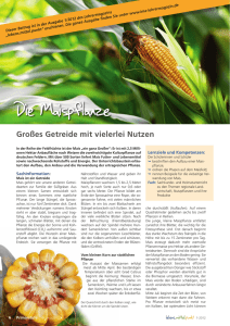Die Maispflanz e - Deutsches Maiskomitee
