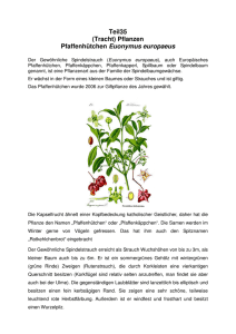 Teil35 (Tracht) Pflanzen Pfaffenhütchen Euonymus europaeus