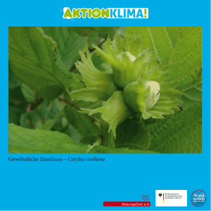 Gewöhnliche Haselnuss – Corylus avellana