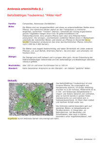 Ambrosia artemisiifolia (L.) Beifußblättriges Traubenkraut, "Wilder