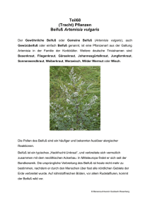 Teil68 (Tracht) Pflanzen Beifuß Artemisia vulgaris